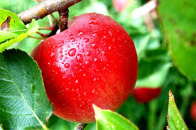 Jabłka dbają o sylwetkę i urodę
